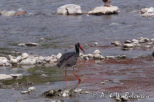 bocian czarny / Ciconia nigra /