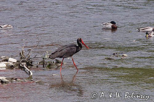 bocian czarny / Ciconia nigra /