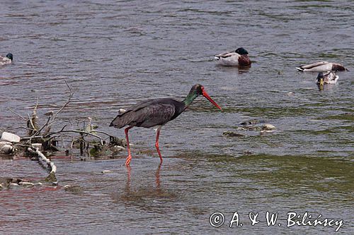 bocian czarny / Ciconia nigra /