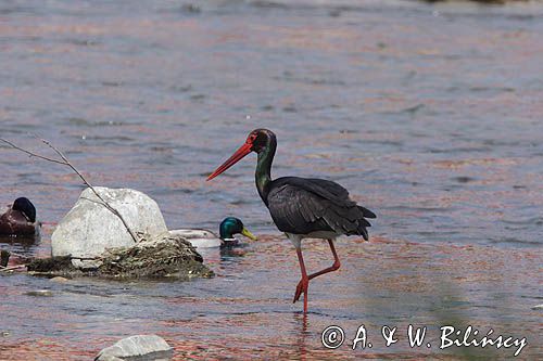 bocian czarny / Ciconia nigra /