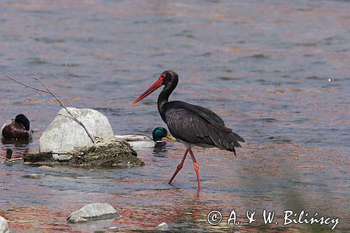 bocian czarny / Ciconia nigra /