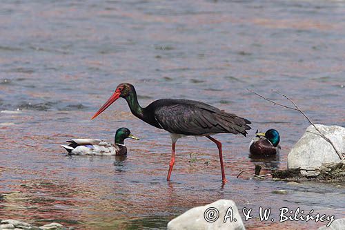 bocian czarny / Ciconia nigra /