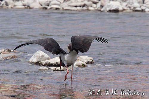 bocian czarny / Ciconia nigra /