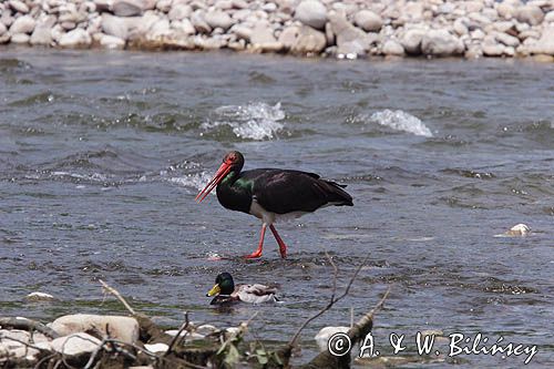 bocian czarny / Ciconia nigra /