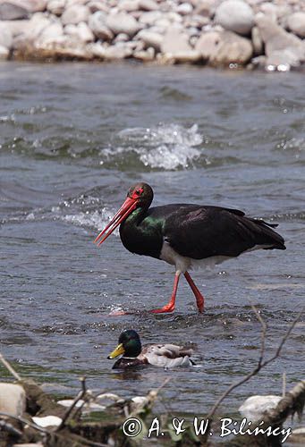 bocian czarny / Ciconia nigra /