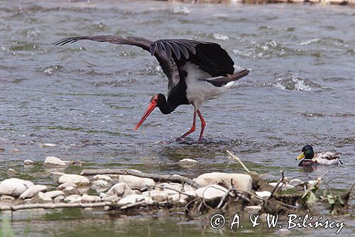 bocian czarny / Ciconia nigra /