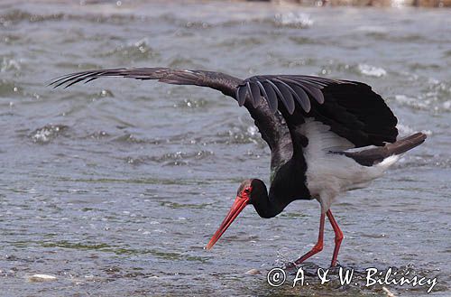 bocian czarny / Ciconia nigra /