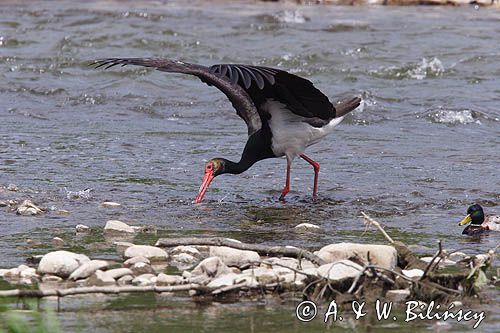 bocian czarny / Ciconia nigra /