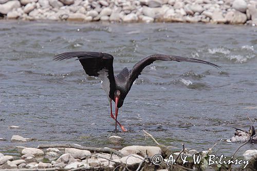 bocian czarny / Ciconia nigra /