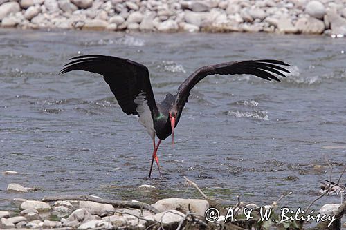 bocian czarny / Ciconia nigra /