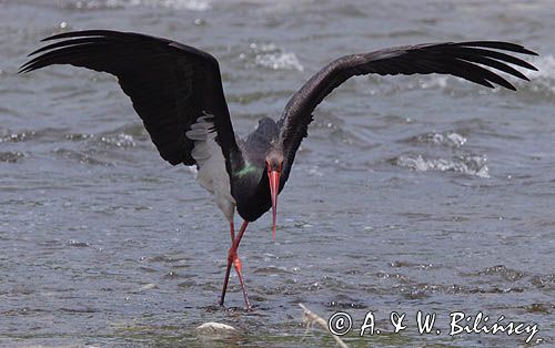 bocian czarny / Ciconia nigra /