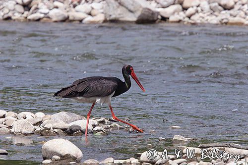 bocian czarny / Ciconia nigra /