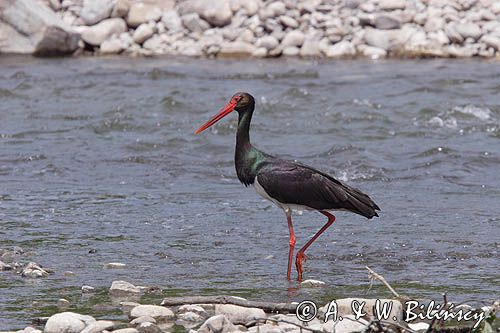 bocian czarny / Ciconia nigra /