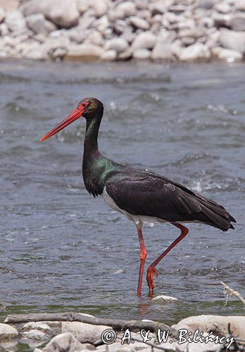 bocian czarny / Ciconia nigra /