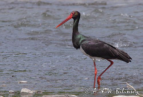 bocian czarny / Ciconia nigra /