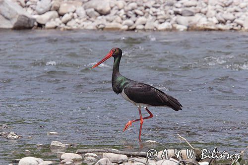 bocian czarny / Ciconia nigra /