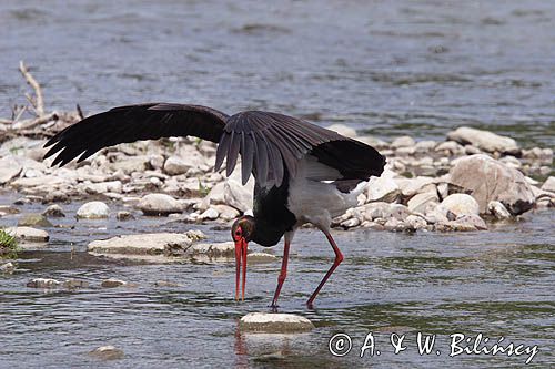 bocian czarny / Ciconia nigra /