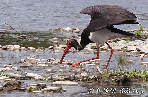 bocian czarny / Ciconia nigra /