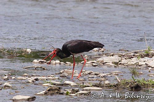 bocian czarny / Ciconia nigra /