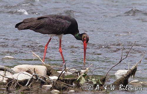 bocian czarny / Ciconia nigra /