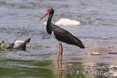 bocian czarny / Ciconia nigra /