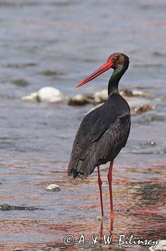 bocian czarny / Ciconia nigra /