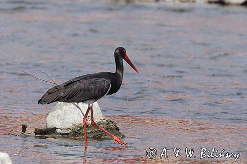 bocian czarny / Ciconia nigra /