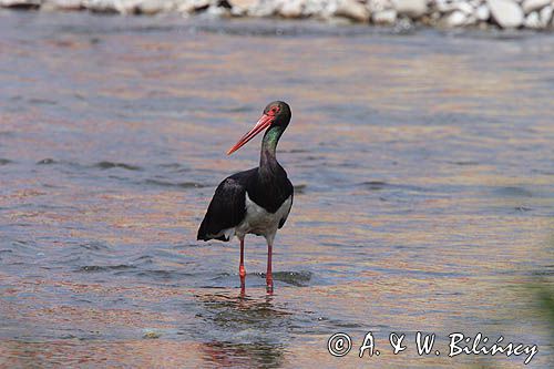 bocian czarny / Ciconia nigra /