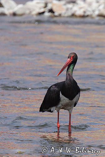 bocian czarny / Ciconia nigra /