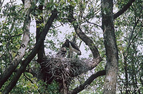 bociany czarne Ciconia nigra)