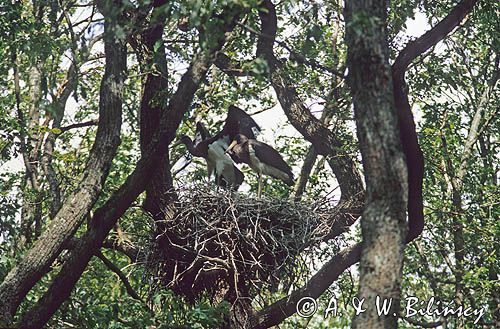 bociany czarne Ciconia nigra)