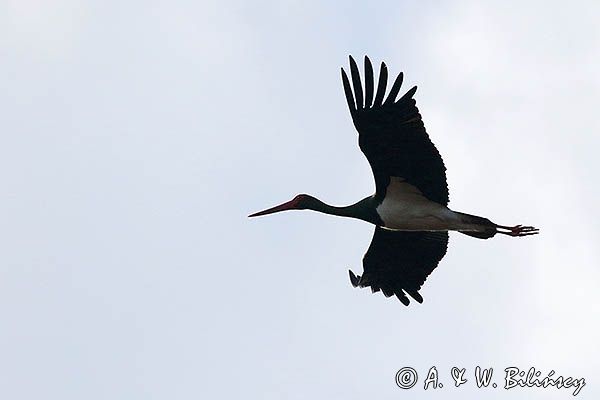bocian czarny, Ciconia nigra, w locie