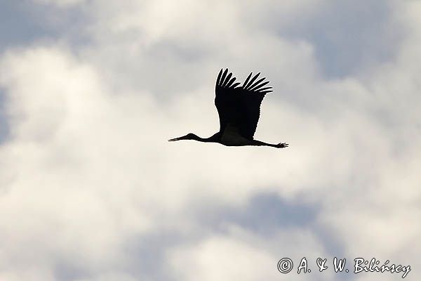 bocian czarny, Ciconia nigra, w locie