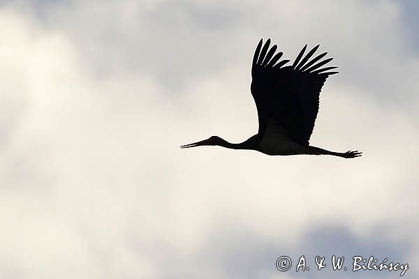 bocian czarny, Ciconia nigra, w locie