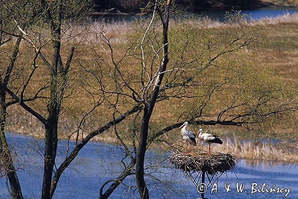 bocian biały ciconia ciconia na gnieździe, Podlasie