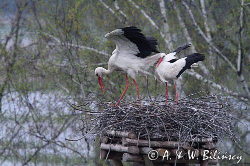 bocian biały, Ciconia ciconia na gnieździe, Dwór Pentowo, wioska bociania