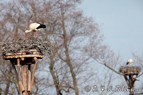 bocian biały, Ciconia ciconia na gnieździe, Dwór Pentowo, wioska bociania