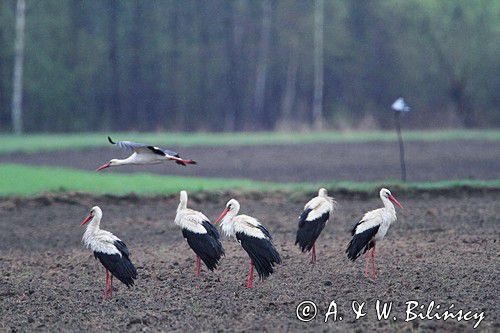 bocian biały, Ciconia ciconia, sejmik bociany