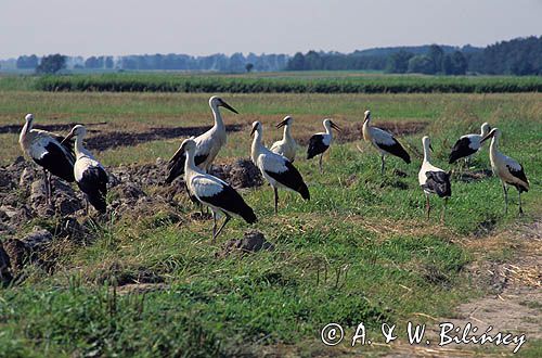 bocian biały sejmik bociani Ciconia ciconia