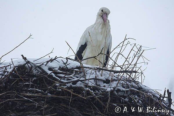 Bocian biały, Ciconia ciconia