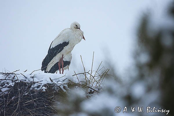 Bocian biały, Ciconia ciconia