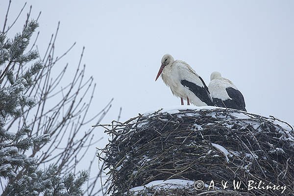 Bocian biały, Ciconia ciconia