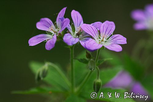 bodziszek leśny Geranium sylvaticum rezerwat 'Bojarski Grąd' Nadbużański Park Krajobrazowy