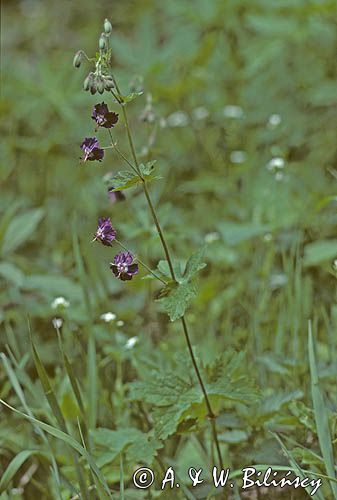 Bodziszek żałobny Geranium phaeum L.)