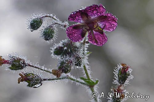 Geranium phaeum bodziszek żałobny) ,