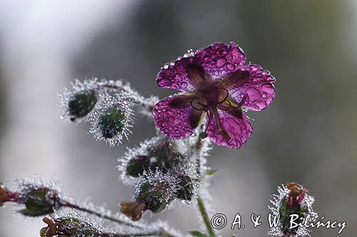 Geranium phaeum bodziszek żałobny) ,