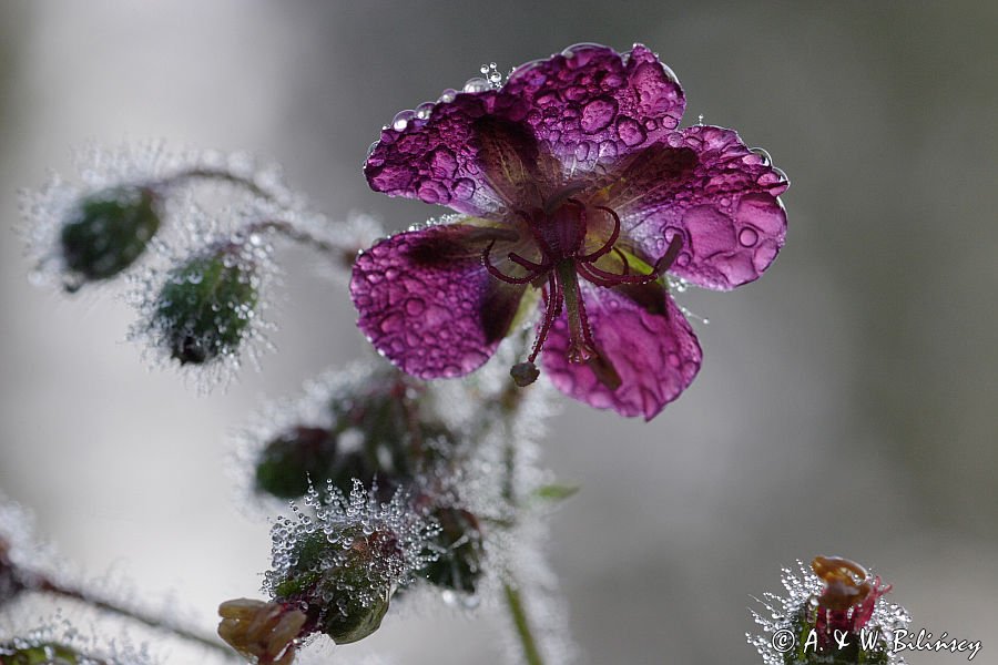 Geranium phaeum bodziszek żałobny) ,