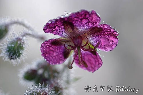 Geranium phaeum bodziszek żałobny) ,