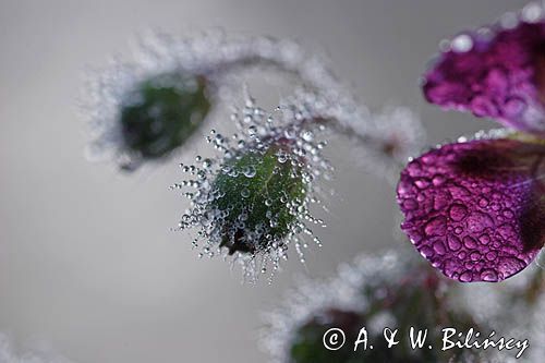 Geranium phaeum bodziszek żałobny) ,