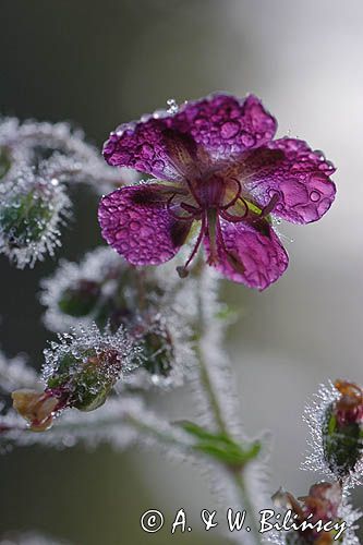 Geranium phaeum bodziszek żałobny) ,